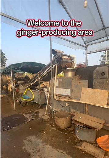Exploring the Ginger-Producing Region of China