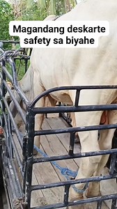 Magandang deskarte safety sa biyahe #highlightsシ゚ #malopit #jizertumbaga #fbreelsfypシ゚viralfbreelsfypシ゚viral #videoviralシ #cowboy #travel | Jizer Tumbaga