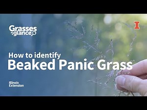 How to Identify Beaked Panic Grass - Grasses at a Glance