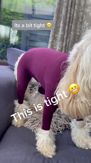 Cockapoo Grown Dress Up