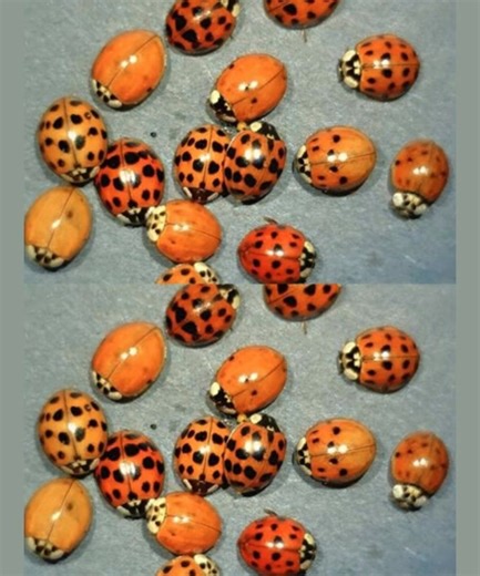 If you spot yellow ladybugs around your house, DON'T confuse them with the RED ones! Here's what it means when you see a yellow ladybug 👇 | G-Creation