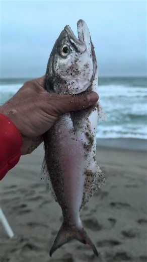 Fort Fisher Surf Fishing Bluefish at sunset
