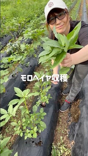 From Harvesting to Eating Molokhia #WholesomeFarm #CountryLife #HomeGarden