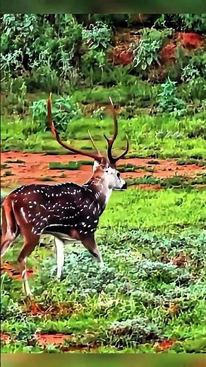 “The Perfect Shot | Deer Hunting in Deep Wilderness” #deerhunting #viral #huntingbuddy #wildlife