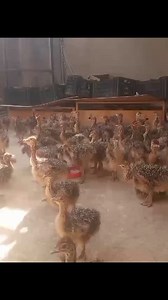38 reactions · 6 comments | Young ostriches for sale 600k pair | K-F Agro Tech And Agro Service | Facebook