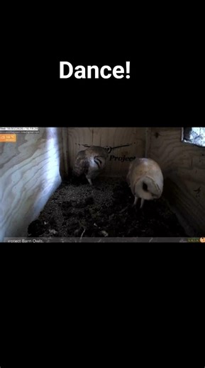 Barn Owl dance #owl #birds #nest #wildlife #dance #cute