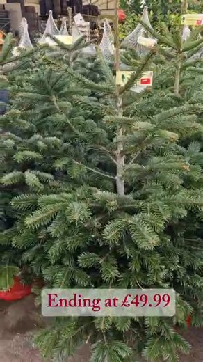 Pot Grown Christmas Trees From £29.99. Pot Grown Trees Provide A Lasting Tree That Can Be Planted After Chistmas And Will Live And Grow For Years To Come. | Kemps Plants