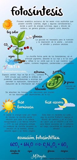 Diferencias entre fotosíntesis y respiración celular