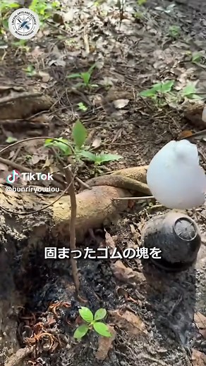 天然ゴムの採取と製造工程の詳細