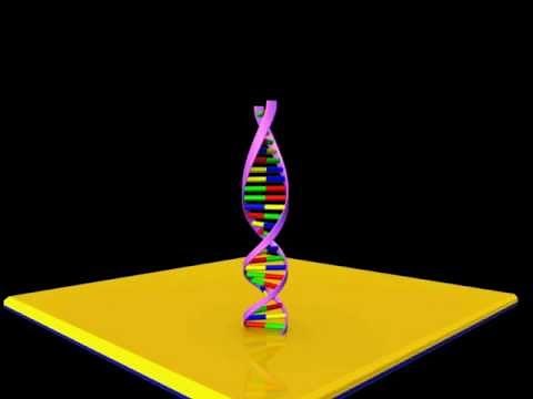 DNA Hybridization