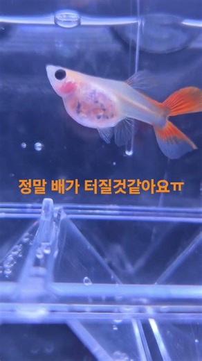 구피출산 #구피 #구피키우기 #열대어 #어항 #어항관리 #물고기키우기 #초보어항 #aquarium #guppy #shorts