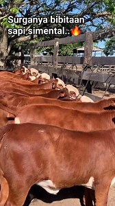 ✅ Kriteria memilih bibit sapi Kriteria Umum 1.Ras sesuai dengan tujuan peternakan (daging, susu, atau campuran). 2. Umur yang ideal (6-12 bulan untuk sapi potong, 12-18 bulan untuk sapi 3. Berat badan yang proporsional dengan umur. 4. Kondisi fisik yang baik (tidak cacat, tidak sakit). 5. Sertifikat kesehatan dari dokter hewan. Kriteria Fisik 1. Tubuh yang proporsional dan seimbang. 2. Kepala yang lebar dan pendek. 3. Telinga yang panjang dan lebar. 4. Mata yang besar dan berwarna coklat. 5. Kak