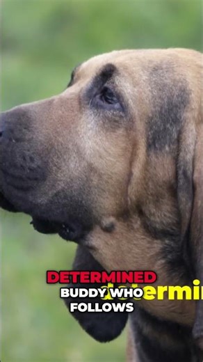 Meet the Legendary Bloodhound Dog!