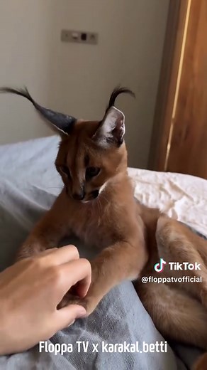 Floppa Betti: Purrfect Playtime with Mom's Hand