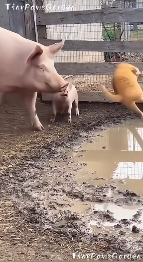 Mama Pig Saves Her Baby and Throws the Cat Into the Mud 🐖🐷🐱💩😂 😂 100% AI video for fun & laughs! Every scene is digitally created — no real animals, babies, or people. 🐾 Enjoy and share! 🚫 No reuploads. #AIreel #AIfunny #AIanimals #AIfun #CreativeAI #AIvideo #AImagic | Tiny Paws Garden