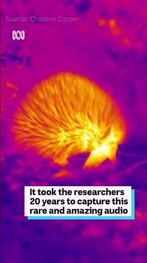 Echidnas recorded 'talking' to each other