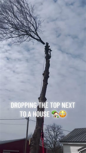 One Wrong Cut… Tree Top Dropped Next to a House 😳