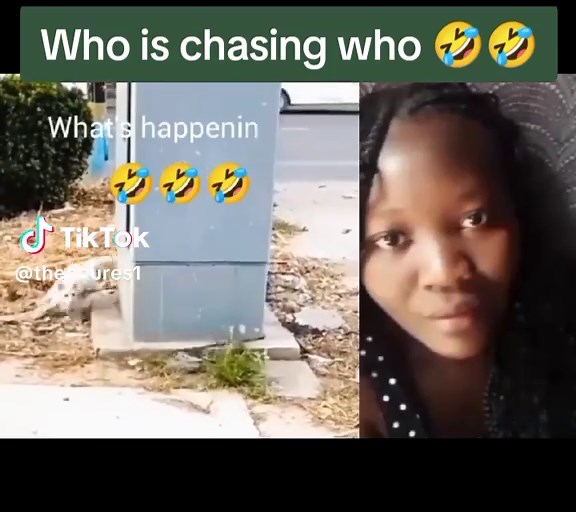 Goose Chasing People - Hilarious Animal Antics