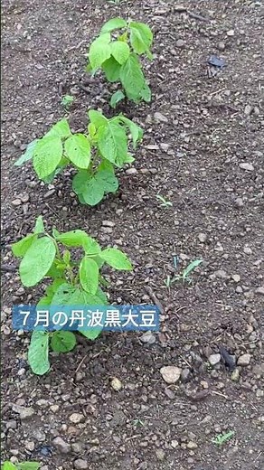 丹波黒大豆の７月