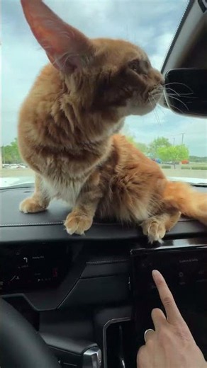 co-pilot pumpkin 😼🚗 | dashboard edition