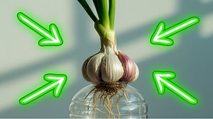 Speed up your garlic germination with this simple gardening technique! 🧄 This method shows you how to easily prepare garlic roots for planting within a week. Follow these easy instructions and you'll be growing garlic in no time with these great garden tips. | Epic Natural Health