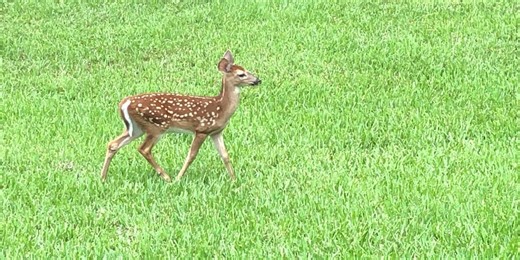 Here's some tips for when you find baby animals