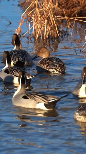 Northern Pintails, in the Meadows (tiny fight at the end). 📍Huntley Meadows Park: Alexandria, Virginia #nature #wildife #duck #birding #naturelovers | Ivyswanderlustlife