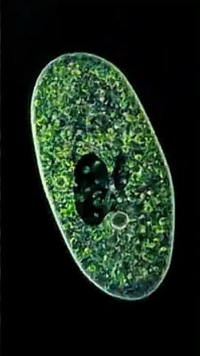 LUCA: The Ancient Ancestor of All Life// Universal facts