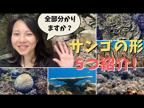 サンゴの形を5つ紹介します！