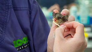 Dozen critically endangered mountain pygmy possums successfully bred