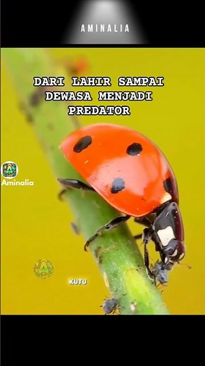 Ladybug sebenarnya PREDATOR sejak lahir.