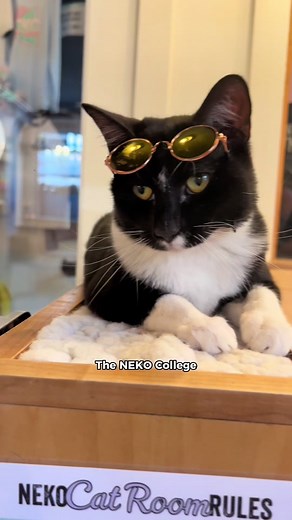NEKO Cat Cafe on TikTok