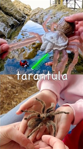 Learn Bug Insect Names for Kids at the Rock Pool: Centipede Rhino Beetle Tarantula Snail Slug
