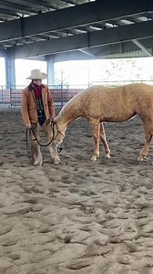 1.5K views · 183 reactions | We are back with a new video 拾! Noah teaches a 2 year old filly how to back using a halter and yield to pressure. Catch the full video on the 3Rein Media Library!⁠ ⁠ #horse #horsemanship #horsetraining # greenhorse #horsevideo #equestrian #equine #horseriding #horselife #horses #horserider #horsesofinstagram | 3Rein Media | Facebook