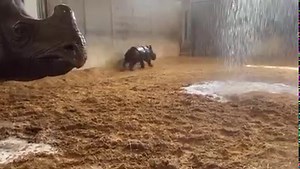 621K views · 120K reactions | MJ is ONE MONTH old today!! 勞 He got his first rhino bath the other day and he was loving it!! Monica joined in on the fun too!憐 The water hose is a good form of enrichment for the rhinos, but also helps keepers keep them cool on the hot summer days and even helps get Monica out of the pool for rhino feeding…..sometimes. #BabyMJ | Tanganyika Wildlife Park | Facebook