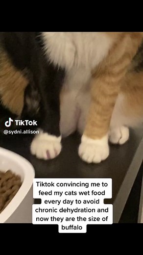 Understanding Cat Food Aggression and Feeding Tips