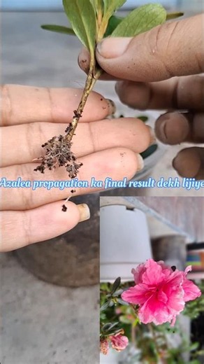 How to grow Azalea plants from cuttings |Result Success| #ytshorts #Propagationazalea