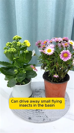 Teach you how to use ginger to grow flowers Follow me for more easy gardening tips! #FlowerCareTips #FlowerCareKnowledge #garden #gardening #tips #gardeningtips #ginger | Seed to Flower