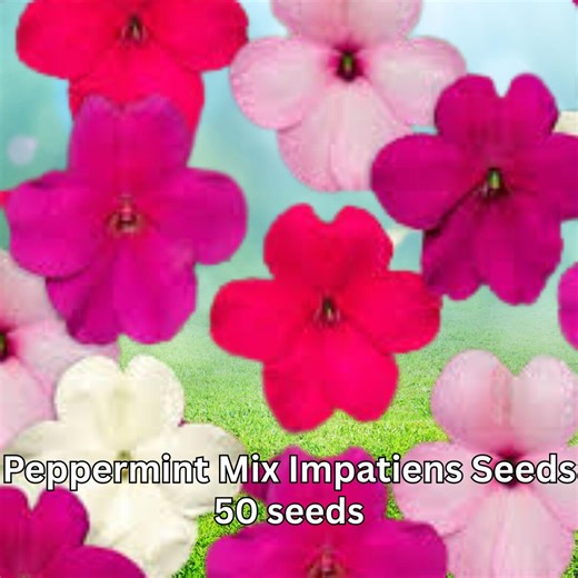 50-peppermint Mix Impatiens Seeds Annual Flower Garden Bedding Plant Seeds - Etsy