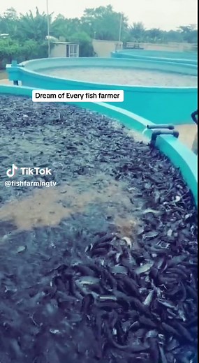#fisherman #fishfarming #fish #fishing #farmlife #farming #farm #agriculture #fypシ