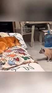 13K views · 405 reactions | Cat obsessed with light switch 鸞凌 #SwitchHunter #GoofyFeline #FunnyFails #LOLAnimals #PetMood | Denzel Chama Sadakah | Facebook