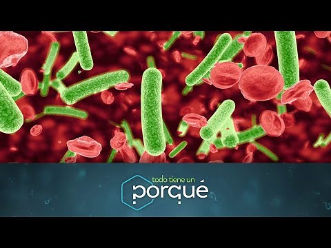 Los microorganismos - Todo tiene un porqué