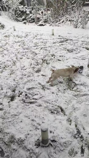 🇲🇩ION🇯🇲 STOICA🇷🇴 (@stoicaion84)’s videos with sunet original - Folclormd