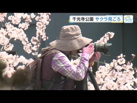 さくら名所１００選の尾道・千光寺公園　１５００本のサクラ満開　見ごろは８日まで