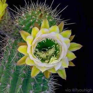 Blooming flower | World's Amazing pictures
