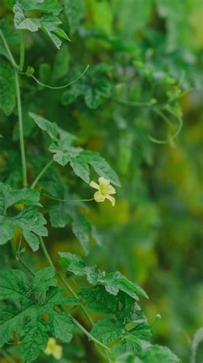 #intshungu #bitter #indegenous #food #southafrica #learnzulu #medicine #shorts #short #healing #fun