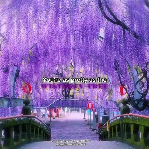 The Beauty of the Wisteria Tree