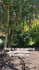 Adelaide Botanic Garden on Reels