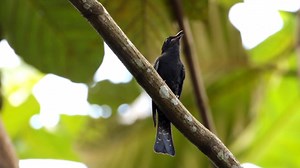 Square-tailed Drongo-Cuckoo calling (Surniculus lugubris) Himalaya to Southeast Asia. | BIRDS & Nature