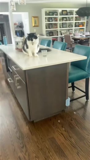 The Magic of Cats: Understanding Their Enchanting Nature